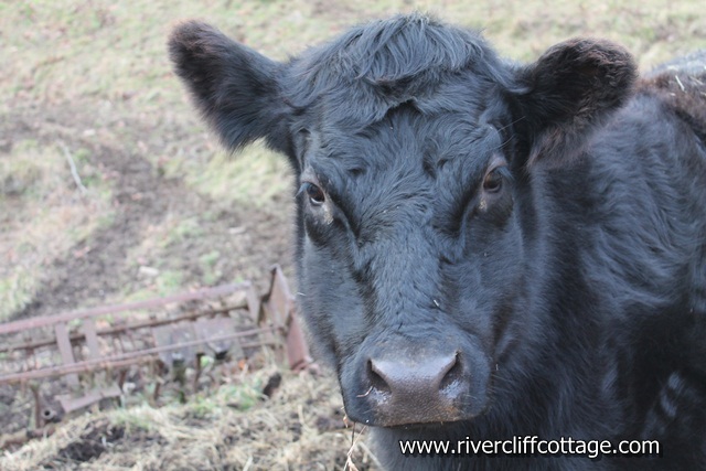 Black Cow 2