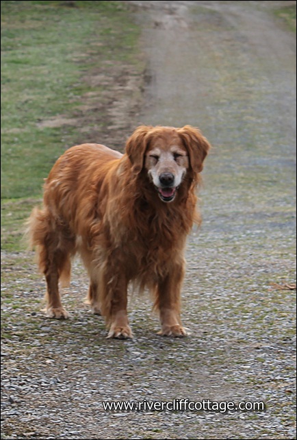 Gracie 1