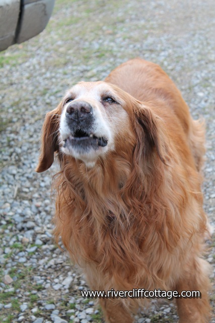 Gracie 2