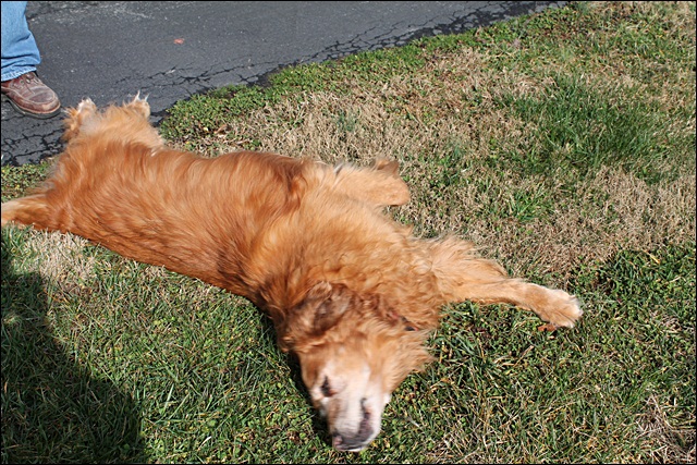 Gracie Stretching