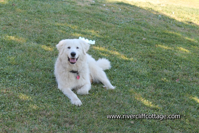 Patty Lying in the Grass
