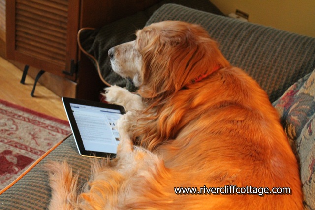 Gracie on Ipad
