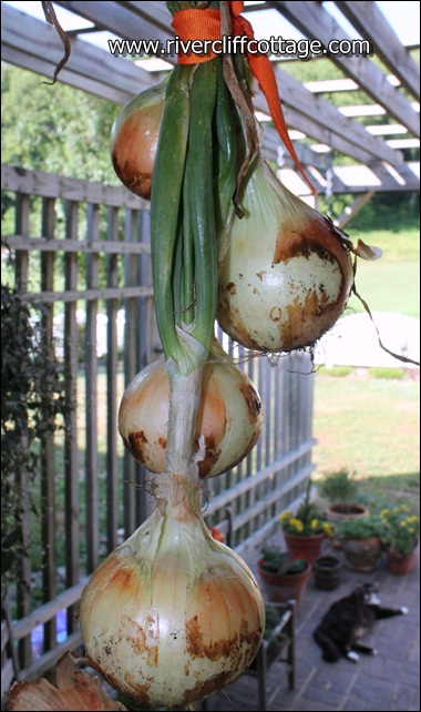 Hanging Onions Summer 2012