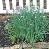 Chives in Mendota